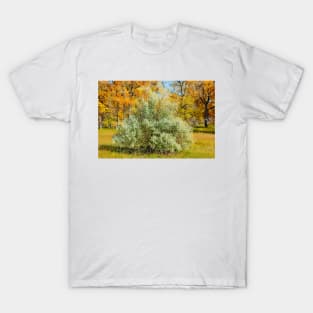 Cherry Creek Trail Study 2 Autumn T-Shirt